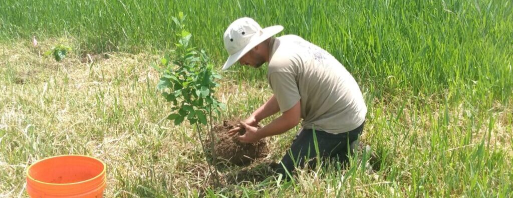 Kestrel Hill Tree Planting + BVA Day | 2026